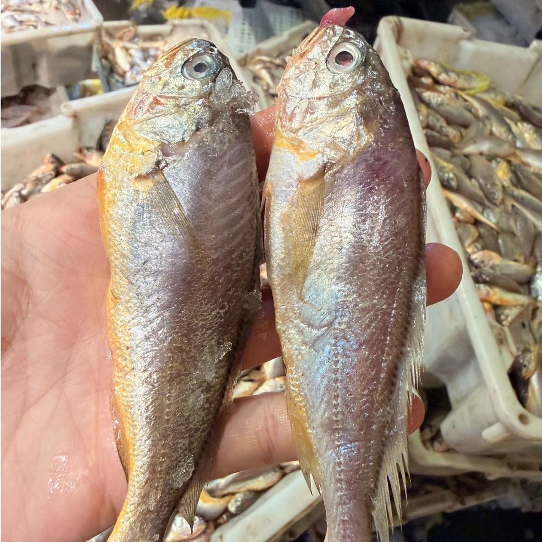 【野生小条小黄花鱼豆】渤海湾最新回船 肉质鲜嫩 小条的黄花鱼