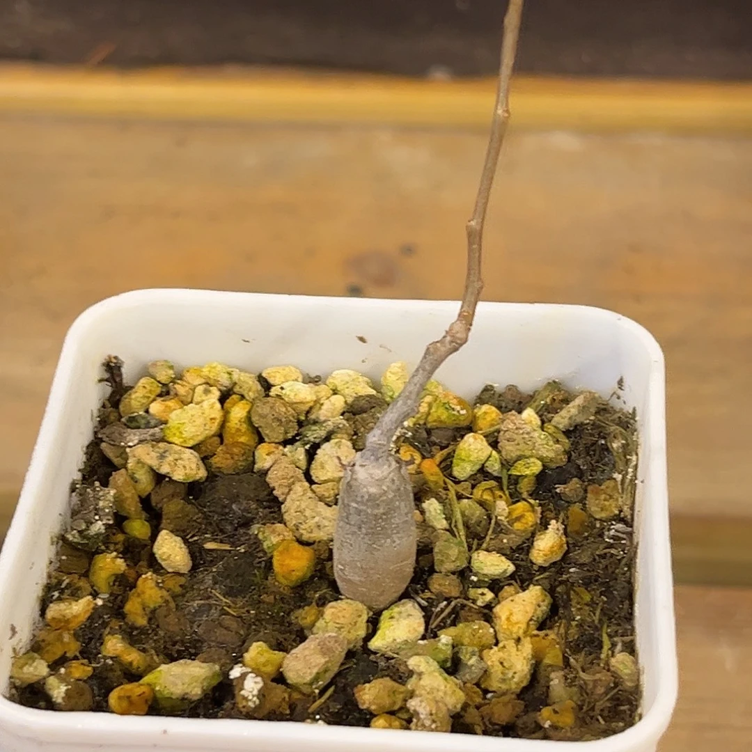汤圆植物念珠橄榄实生