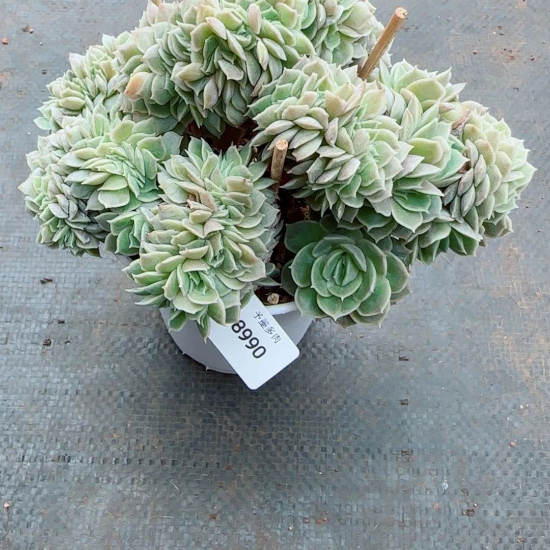 昂缀，8990多肉植物