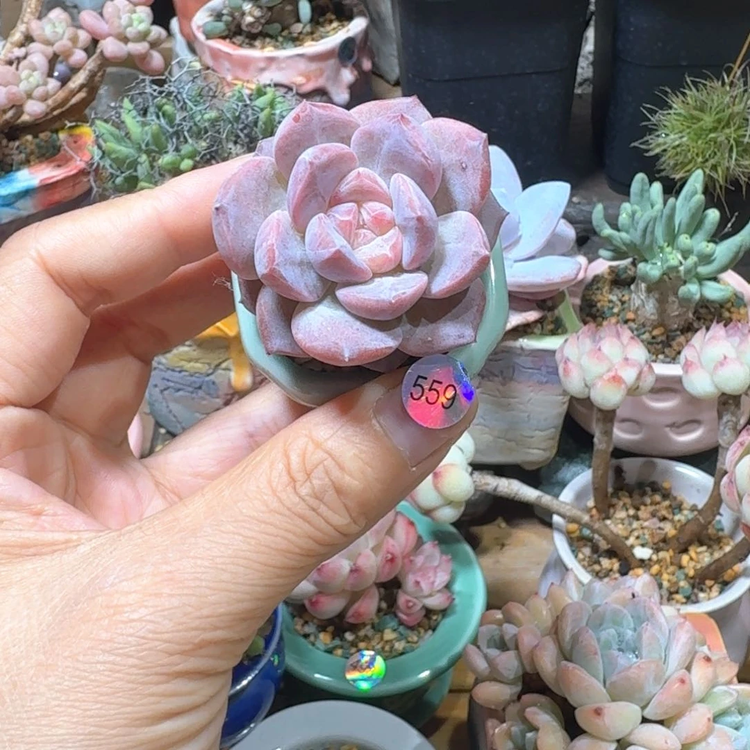 559 多肉含盆土30元包邮➗偏远地区