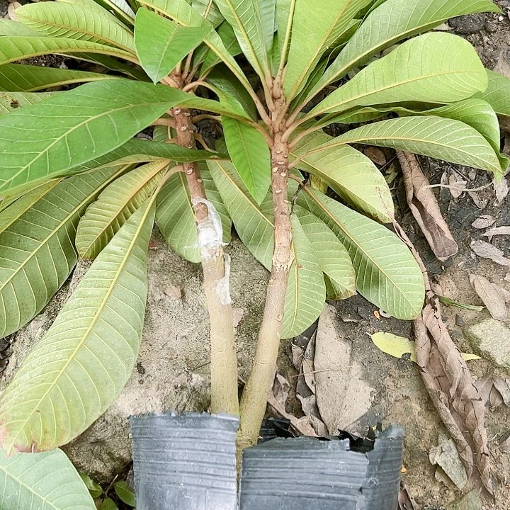 珍珠芭乐辉*1478999