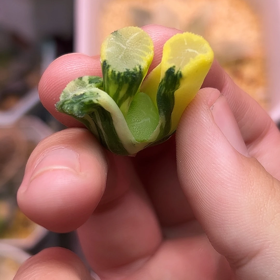 小***噜花玲锦十二卷多肉植物