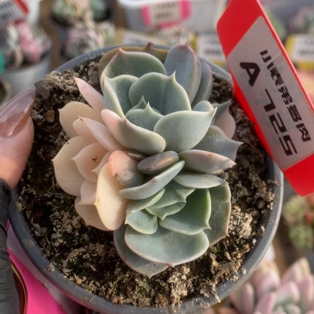 725吉娃娃锦锦锦锦锦