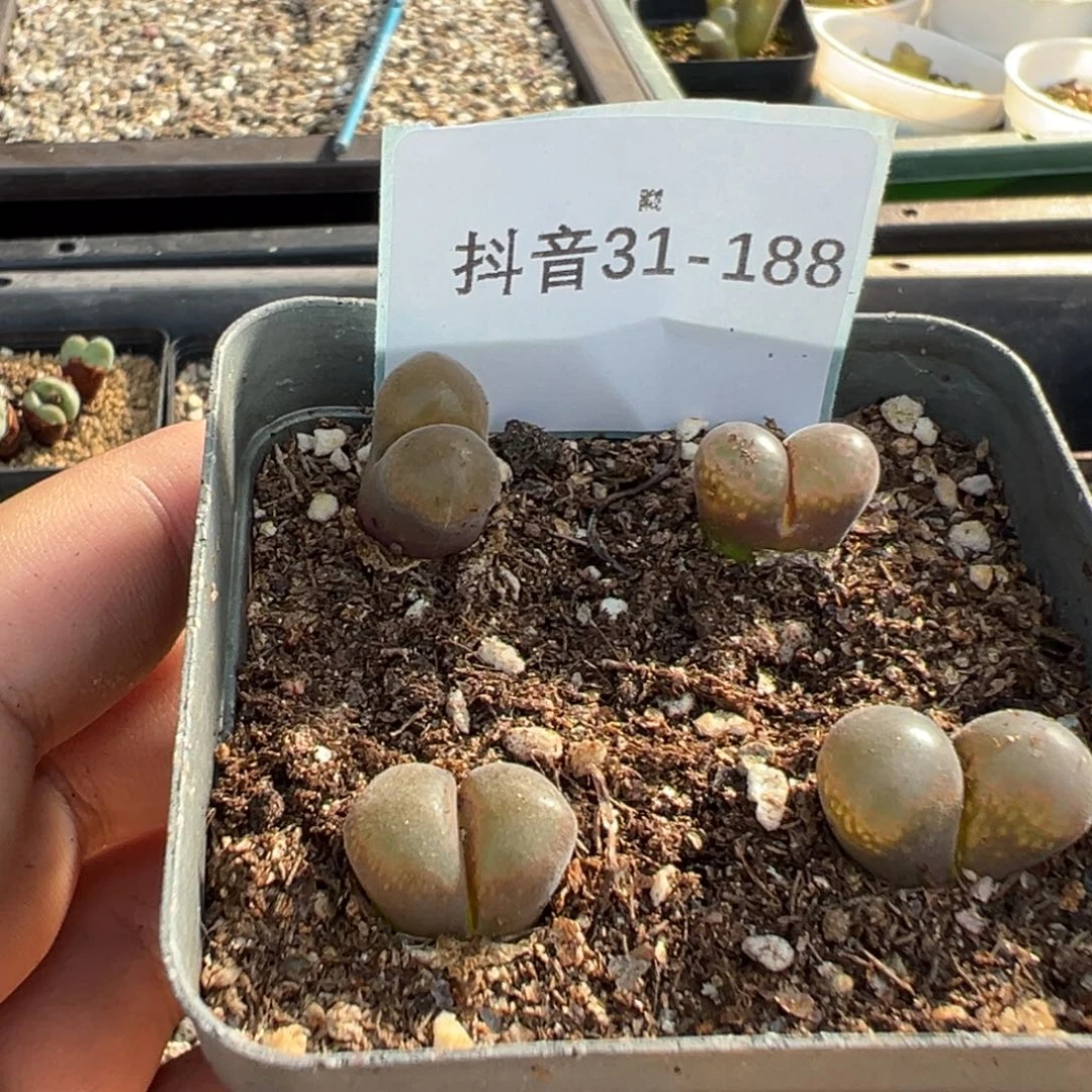 31-188肉锥多肉植物