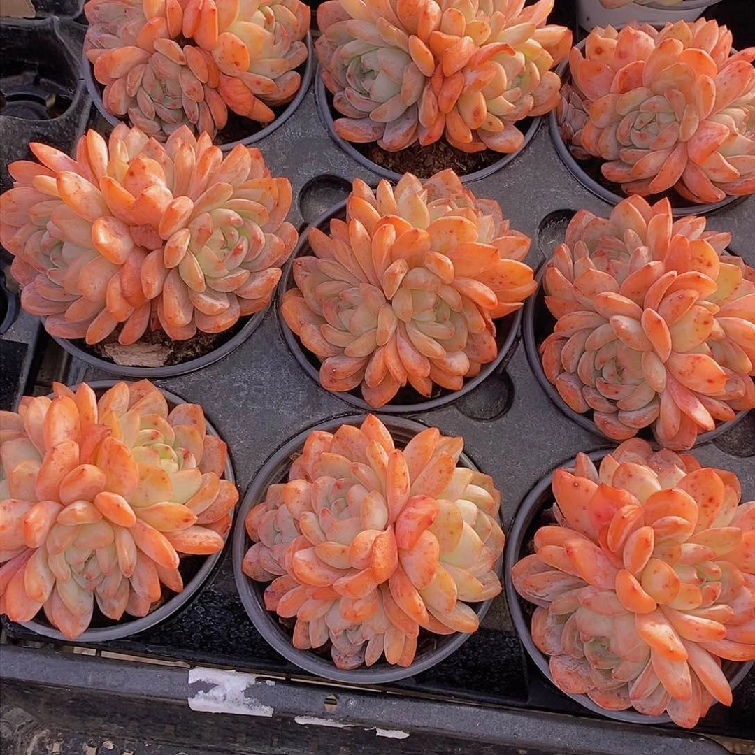 0208-全明星母本三头福利一颗 量拍