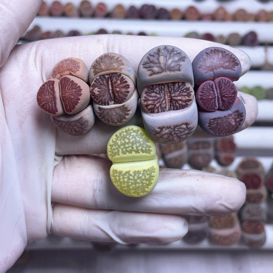 张*包297号 美菊彩套……