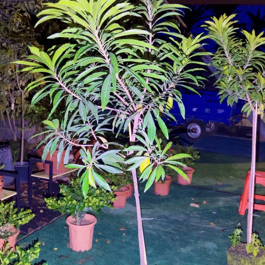 清***阳果苗。果苗。果苗6666