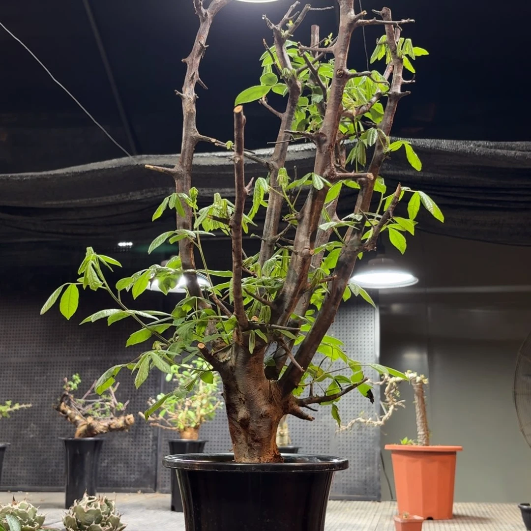 扭矩橄榄66666699669