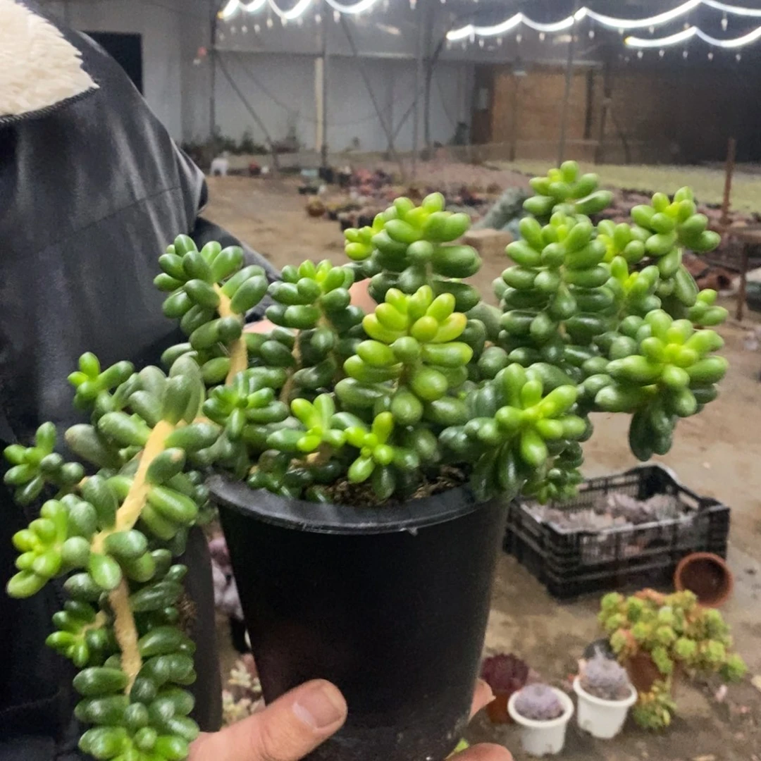 绿龟卵整桩无砍老桩