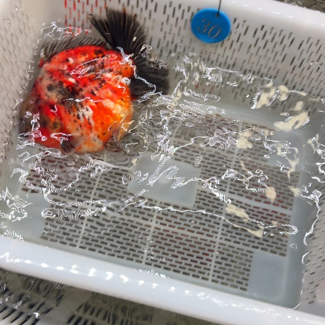 侯***金鱼你好吗我好想