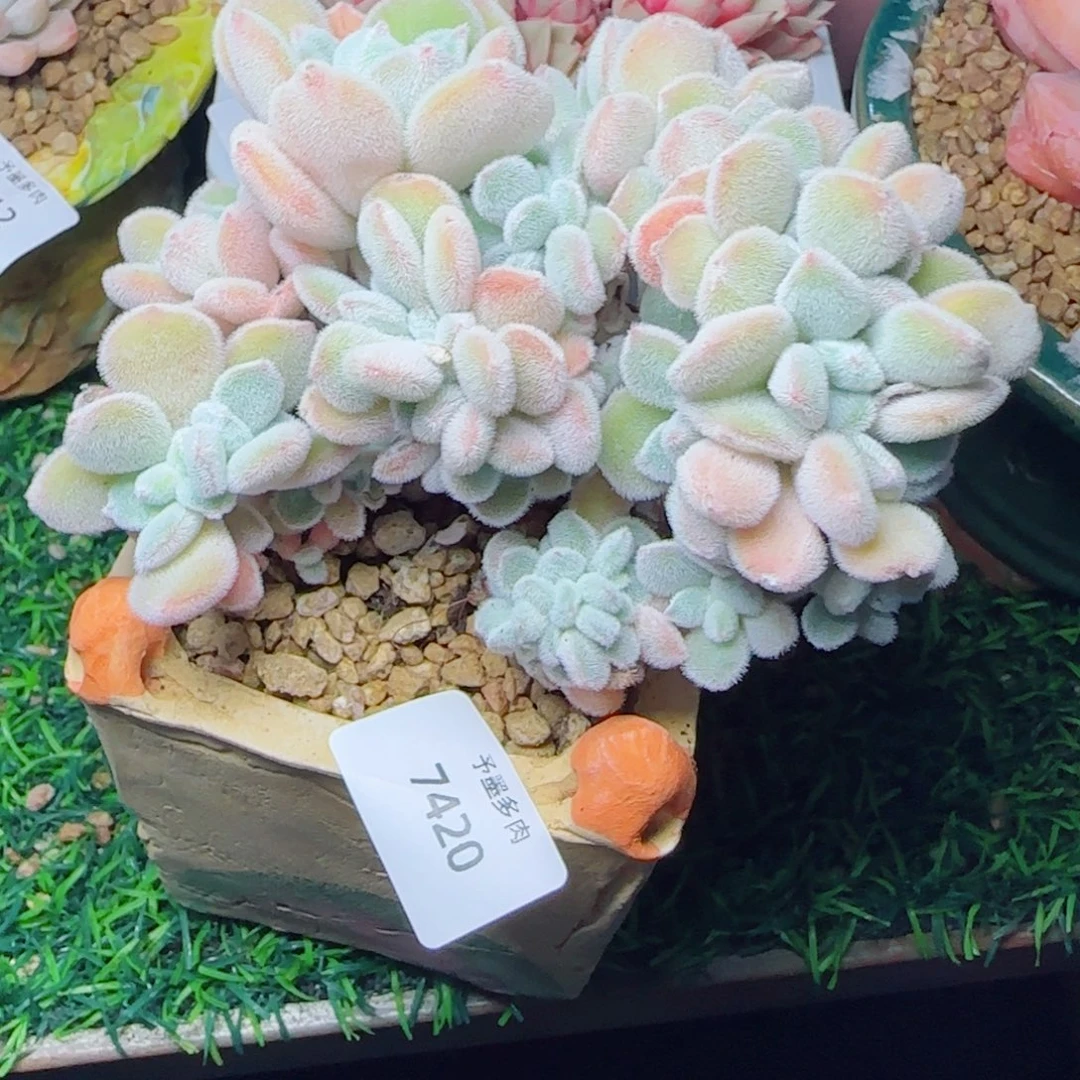 雪晃星，7420多肉植物