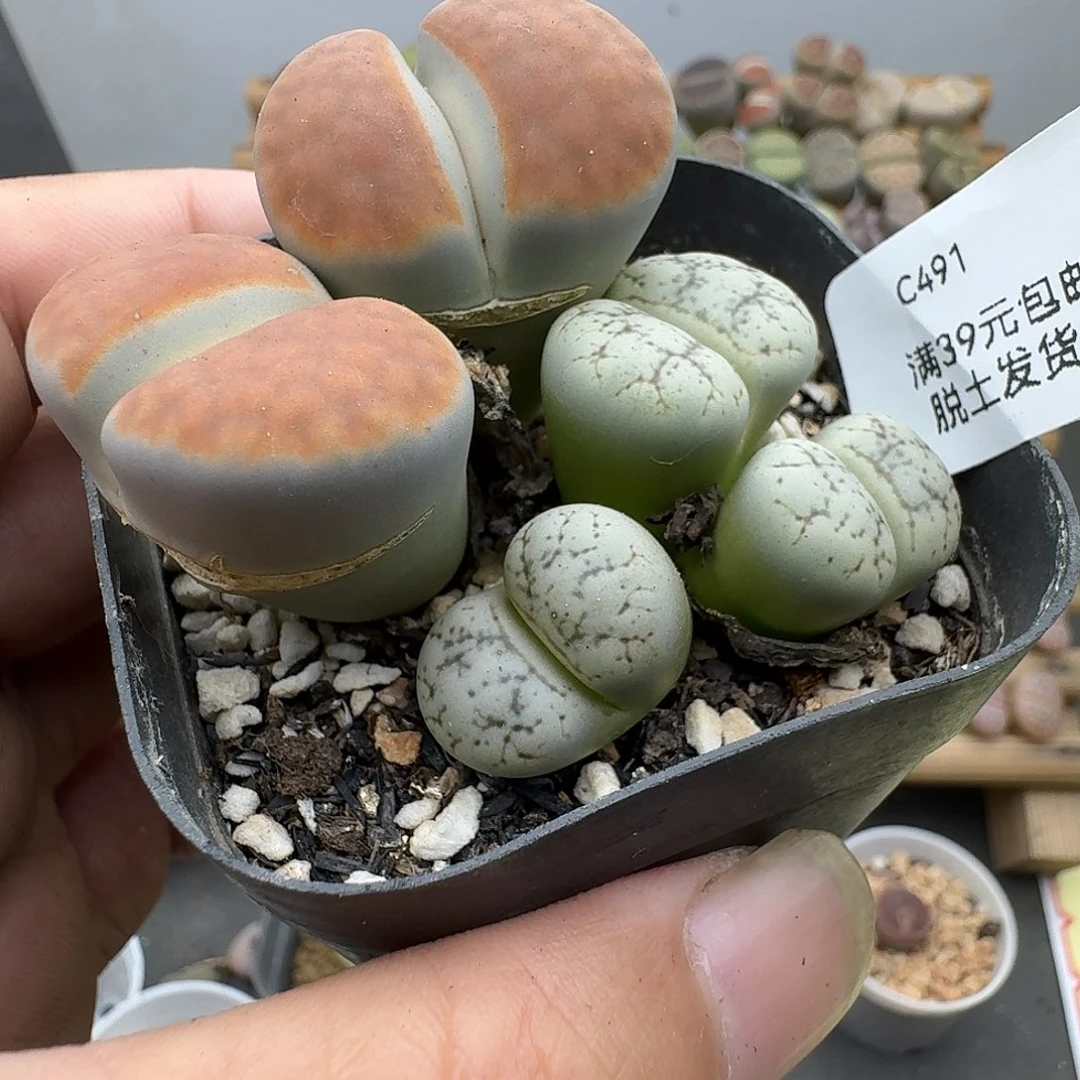 491多肉哈哈哈哈哈哈哈