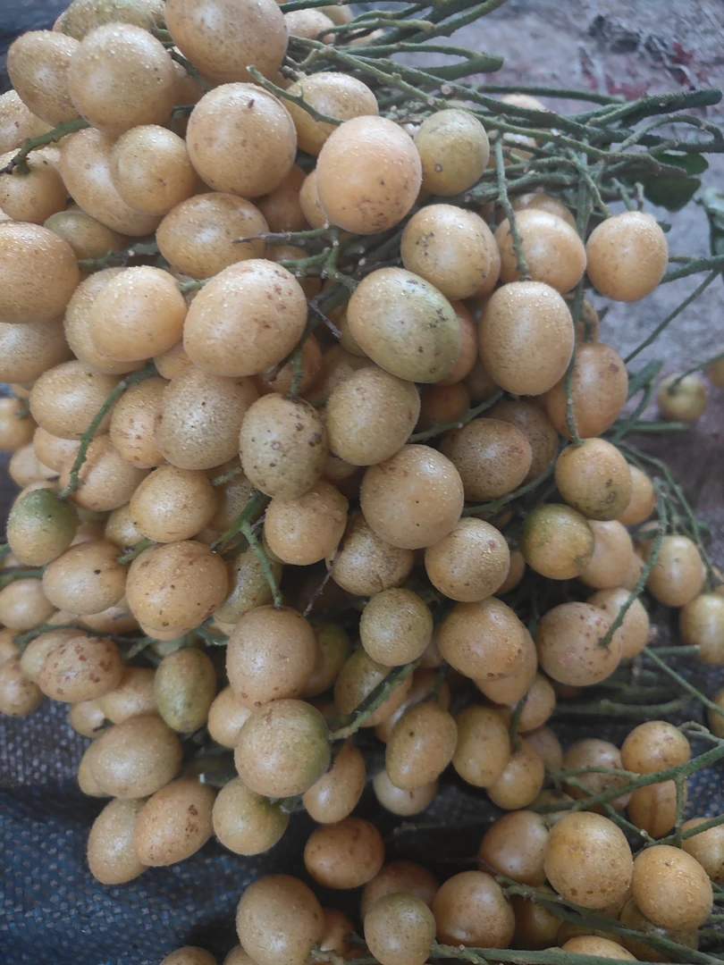 广西正宗黑黄皮果    鸡心黄皮果当季新鲜