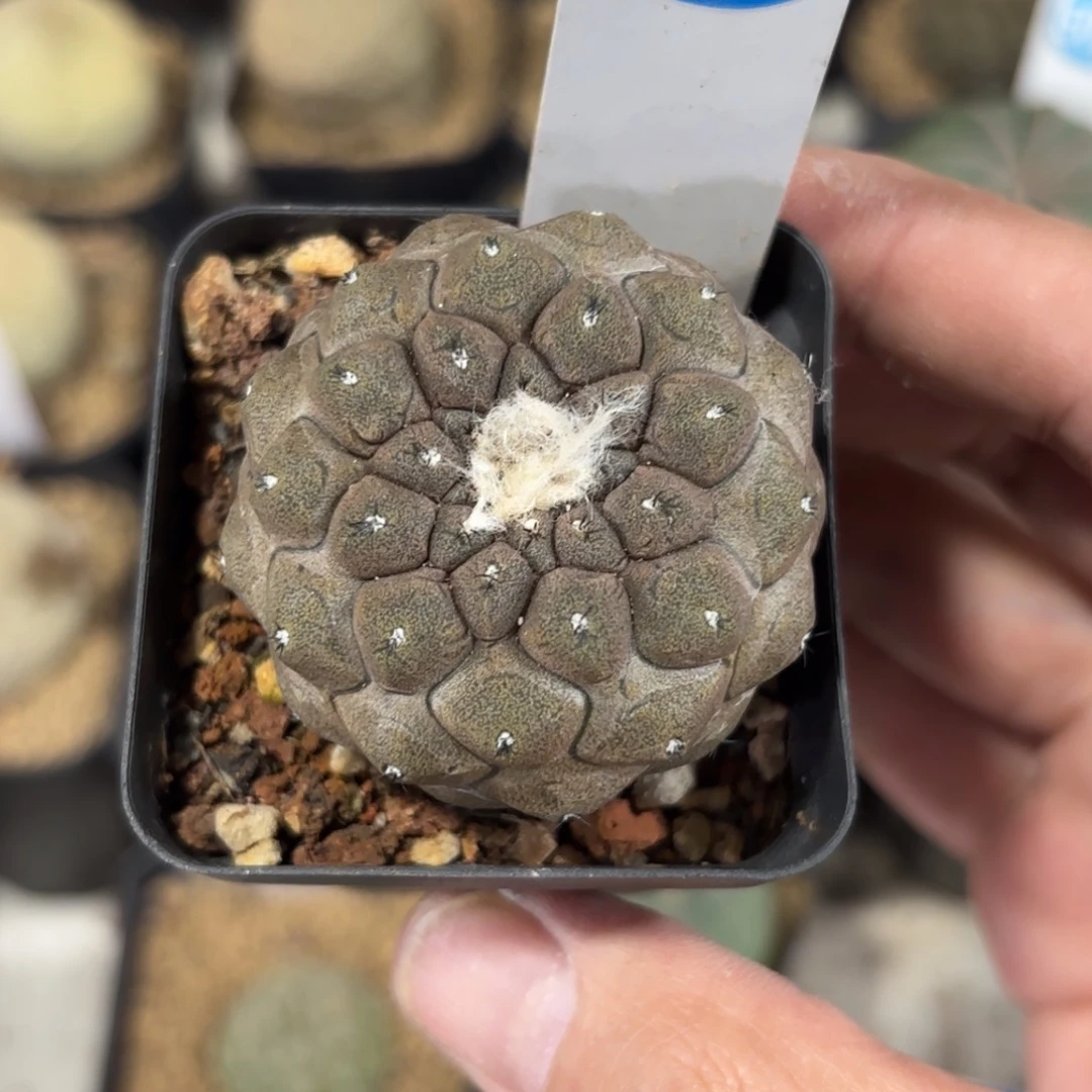 313实生蜥蜴皮带盆带土