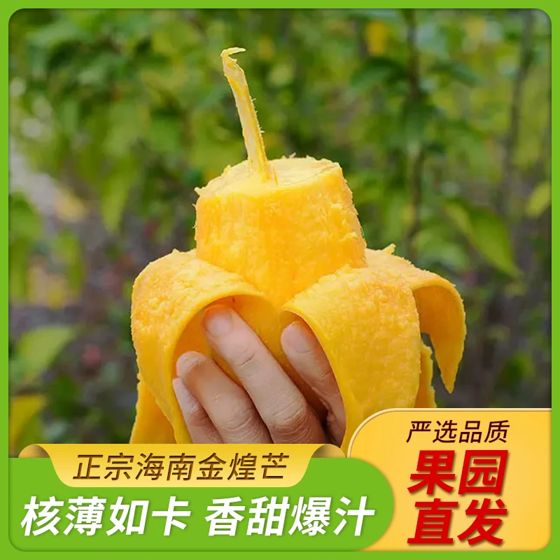 海南三亚产地金煌芒精品芒果树熟新鲜现摘热带水果孕妇水果纸核芒