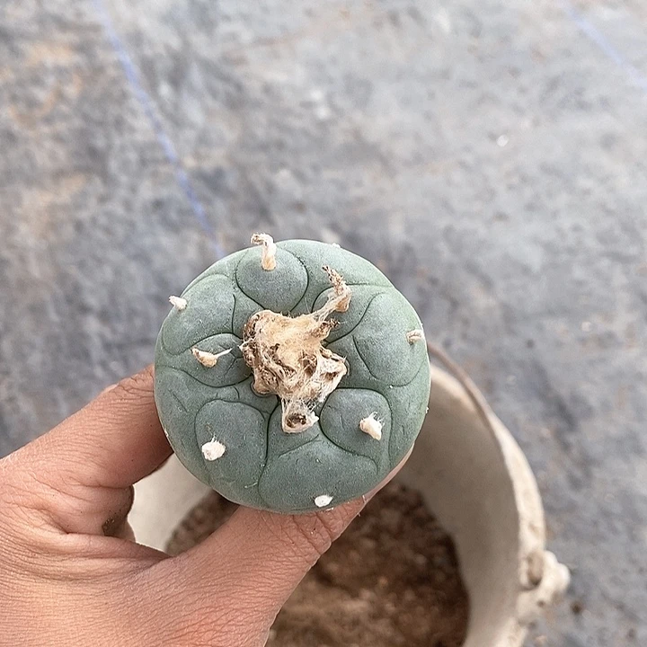 陈*海鲜实生脱土发货