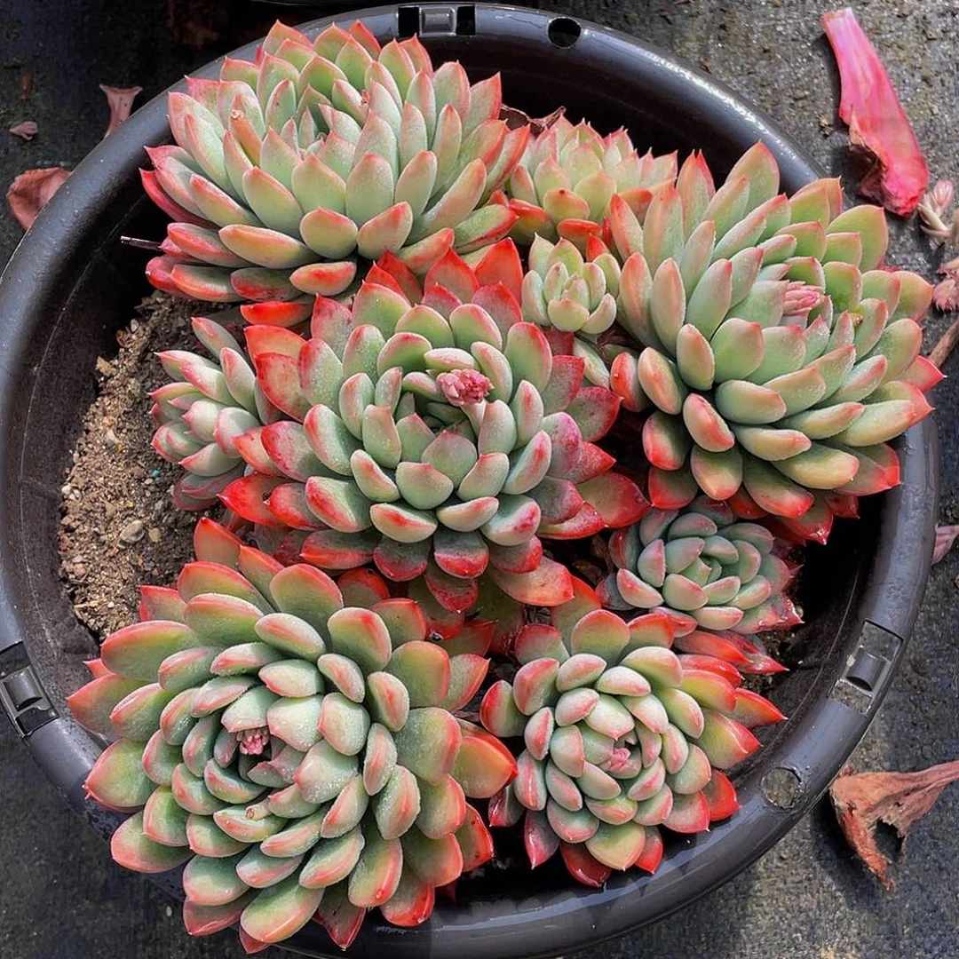 麦达斯国王多肉植物1067