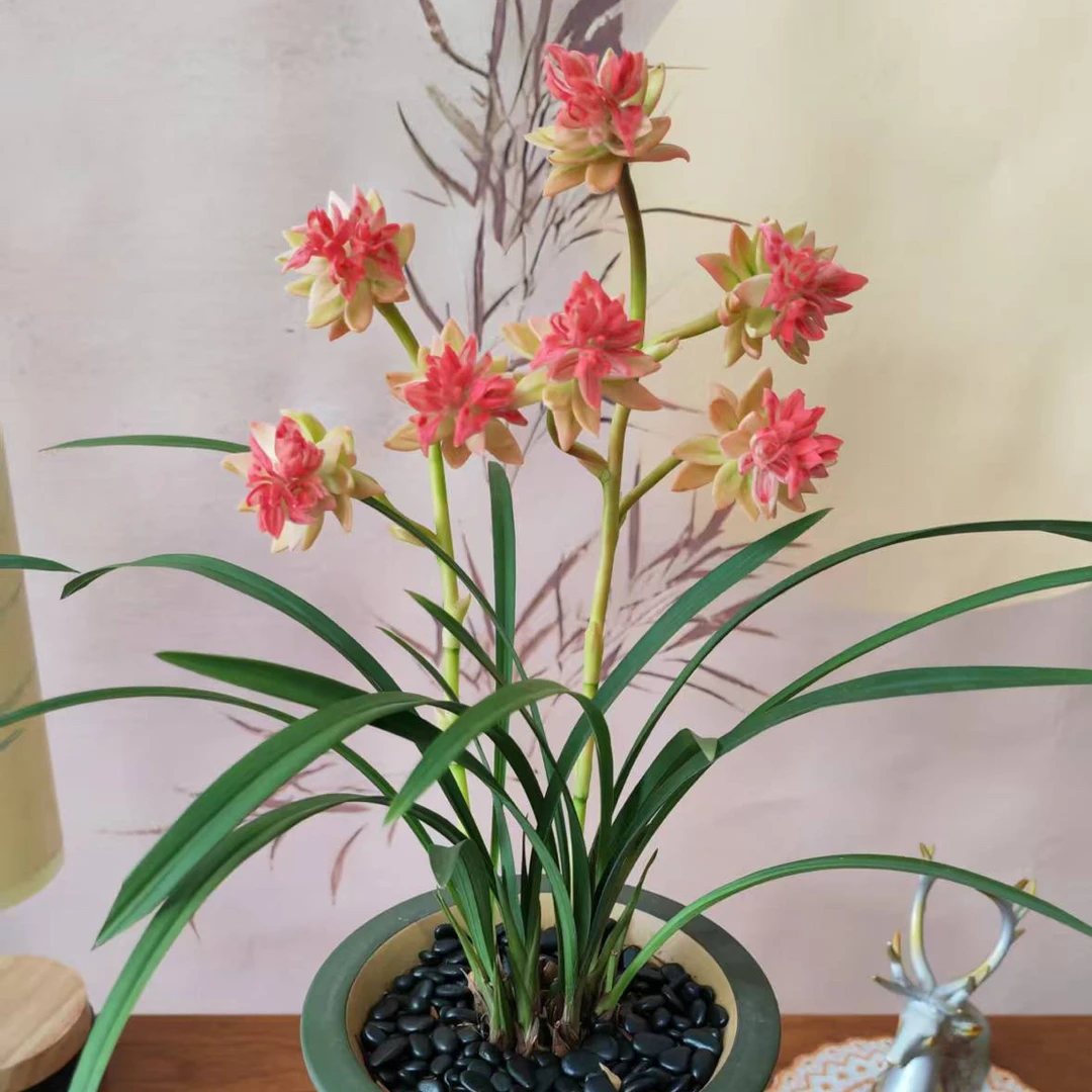 【红牡丹】春兰香祖奇花之首—花期11-3月一年多次开花 浓香