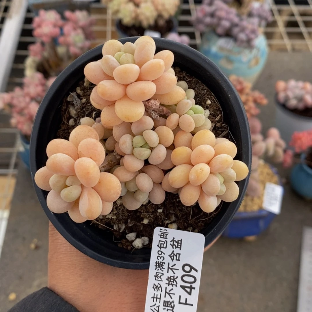 洛可可409/7cm多肉