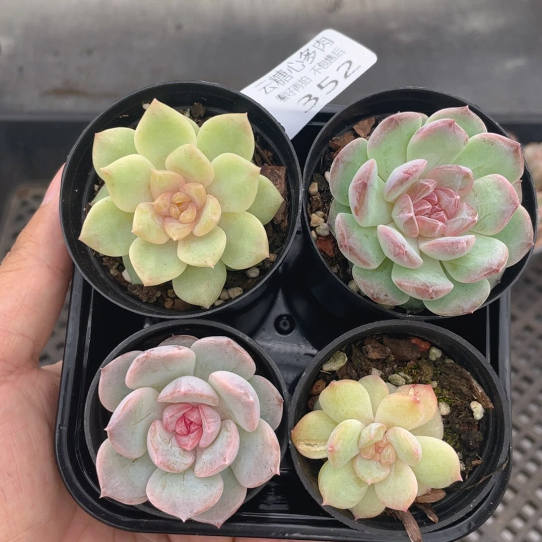 云糖心多肉植物352