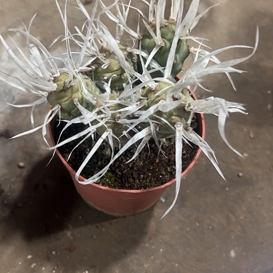 听**蝉武藏野56889999