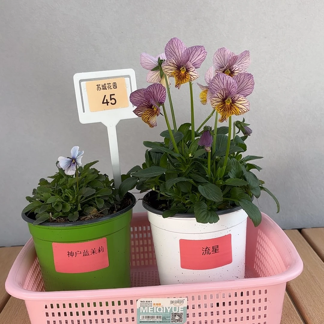 大部分开放少量花苞45