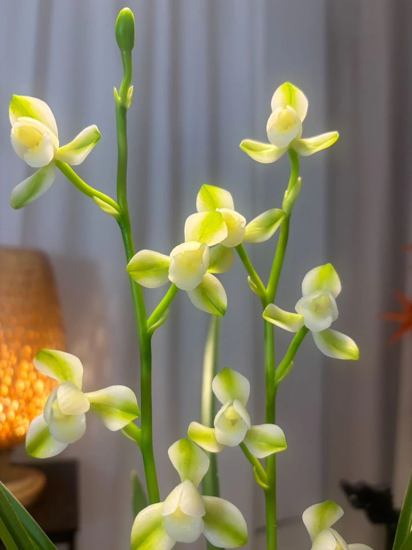 玉荷素 玉色荷瓣 超浓香四季建兰铭品 高端兰花好养易活绿植花卉