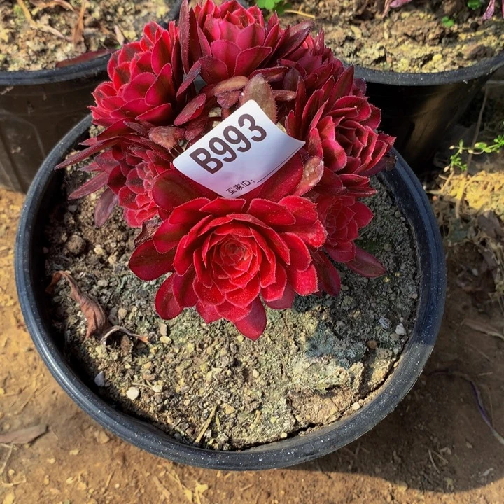 全部花朵李*丽993白月光