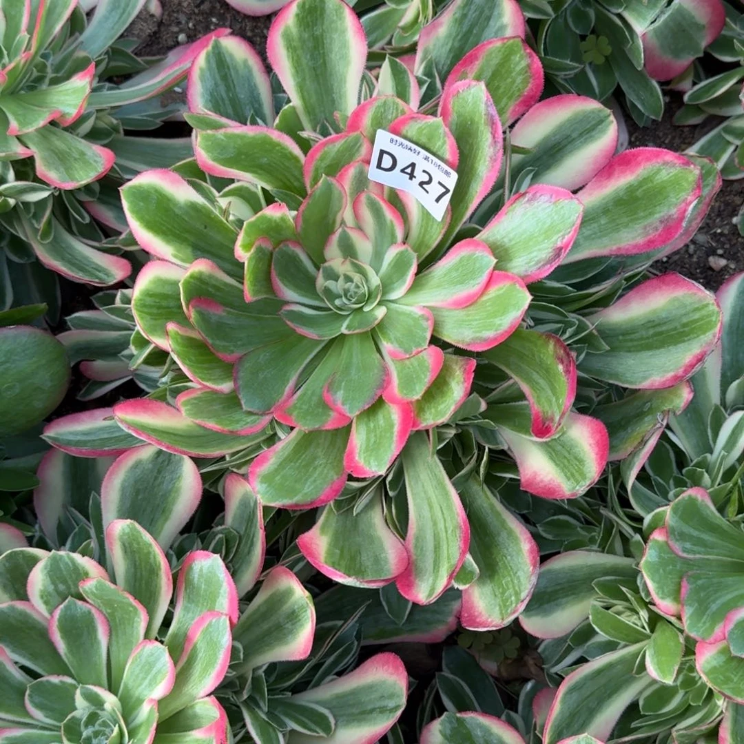 427妖月多肉植物