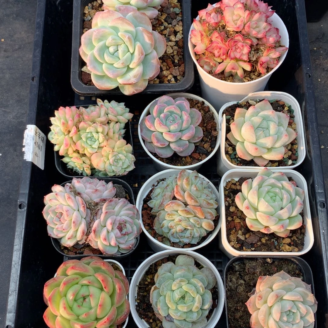 1213-153 套餐一组