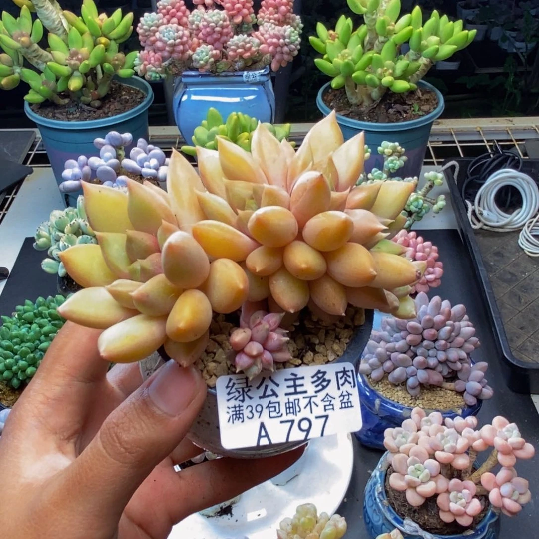 797象牙奶朵朵缀8c m