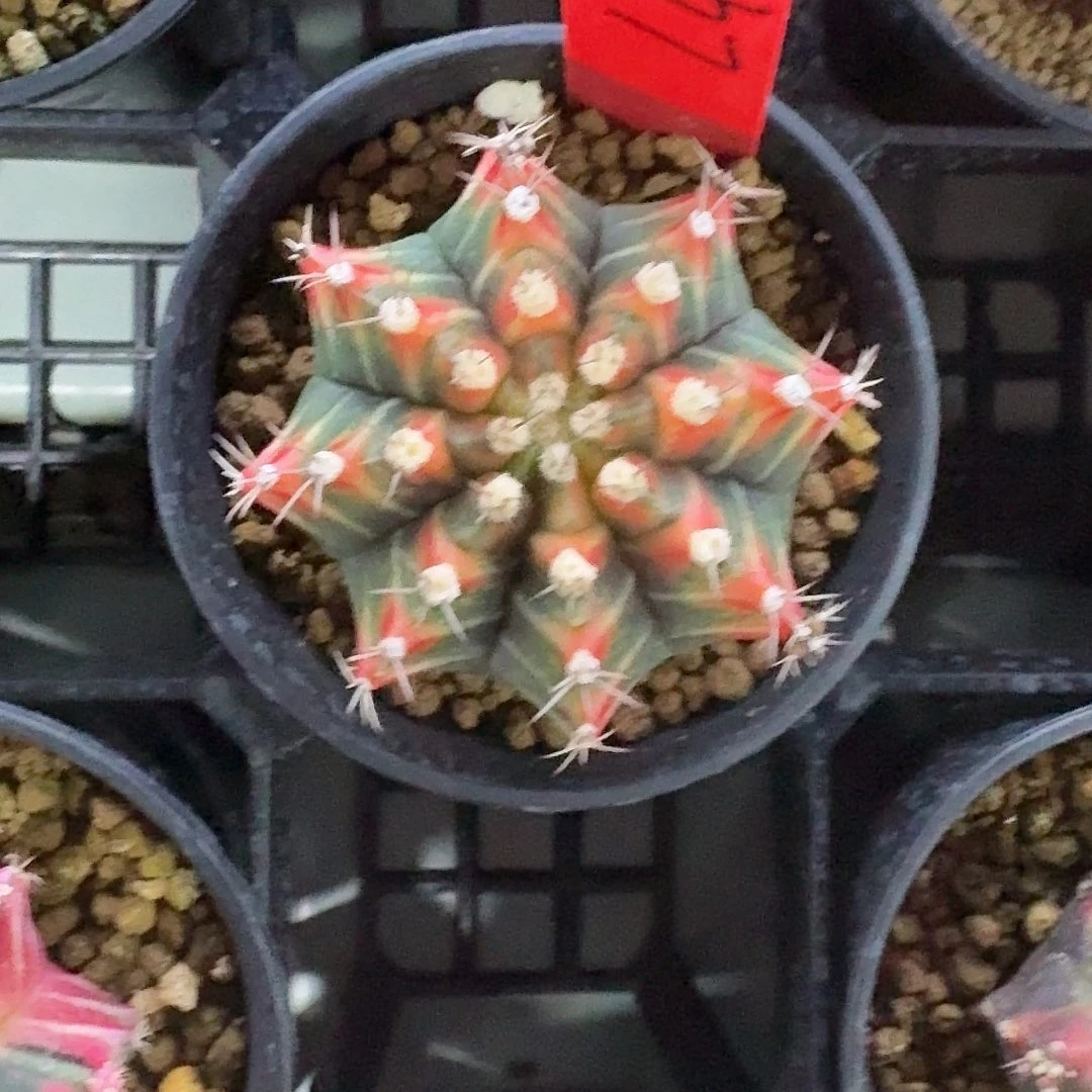 L409-1122广东发货