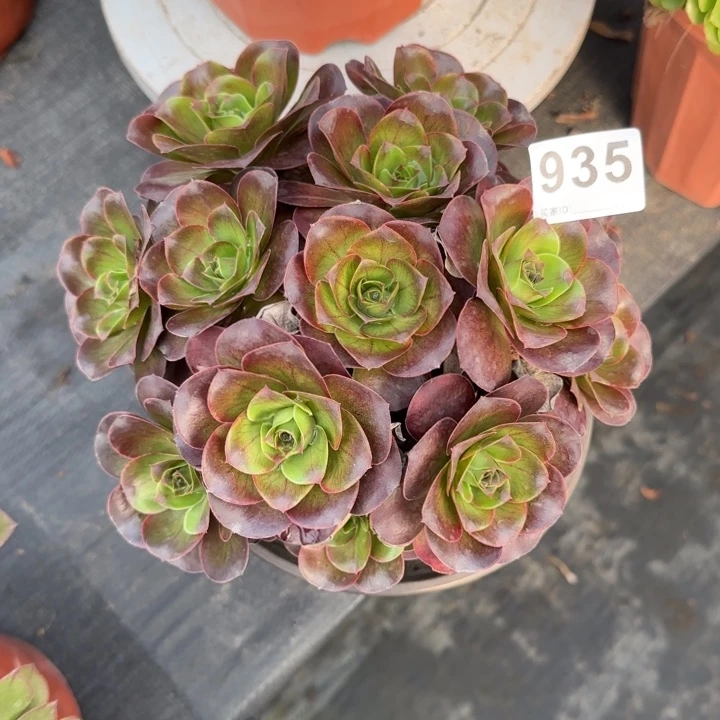 *****多肉植物魅金935号