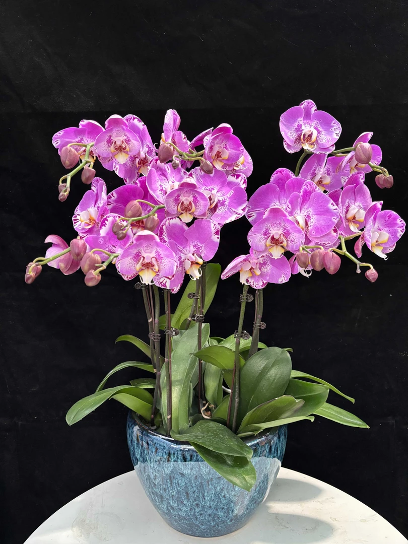 精品鲜花蝴蝶兰【藏宝图】室内家居 花卉绿植盆栽 送礼 带花带花苞