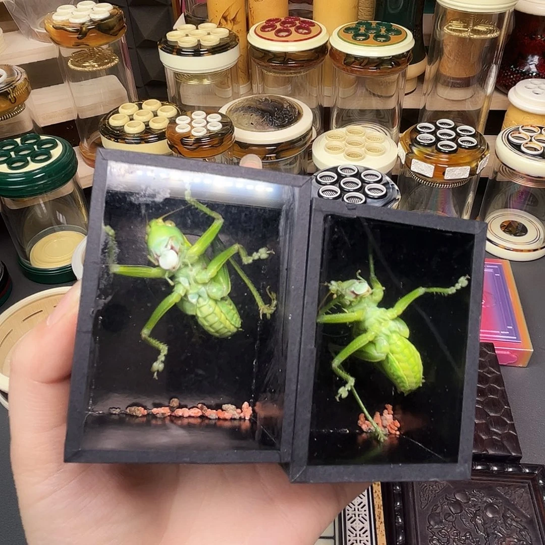 一只精品绿蝈蝈哈哈