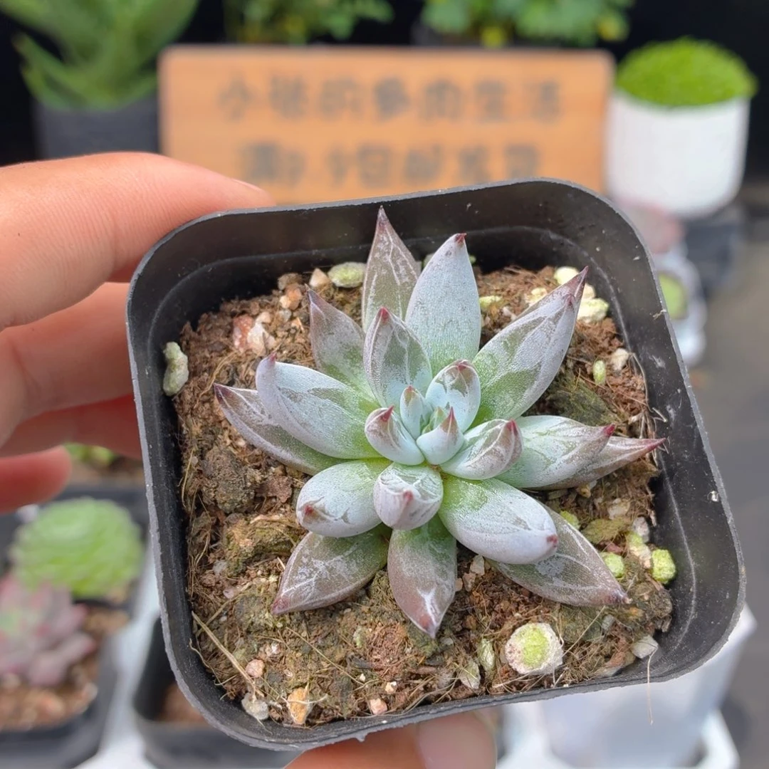魔爪多肉9.9包邮发货