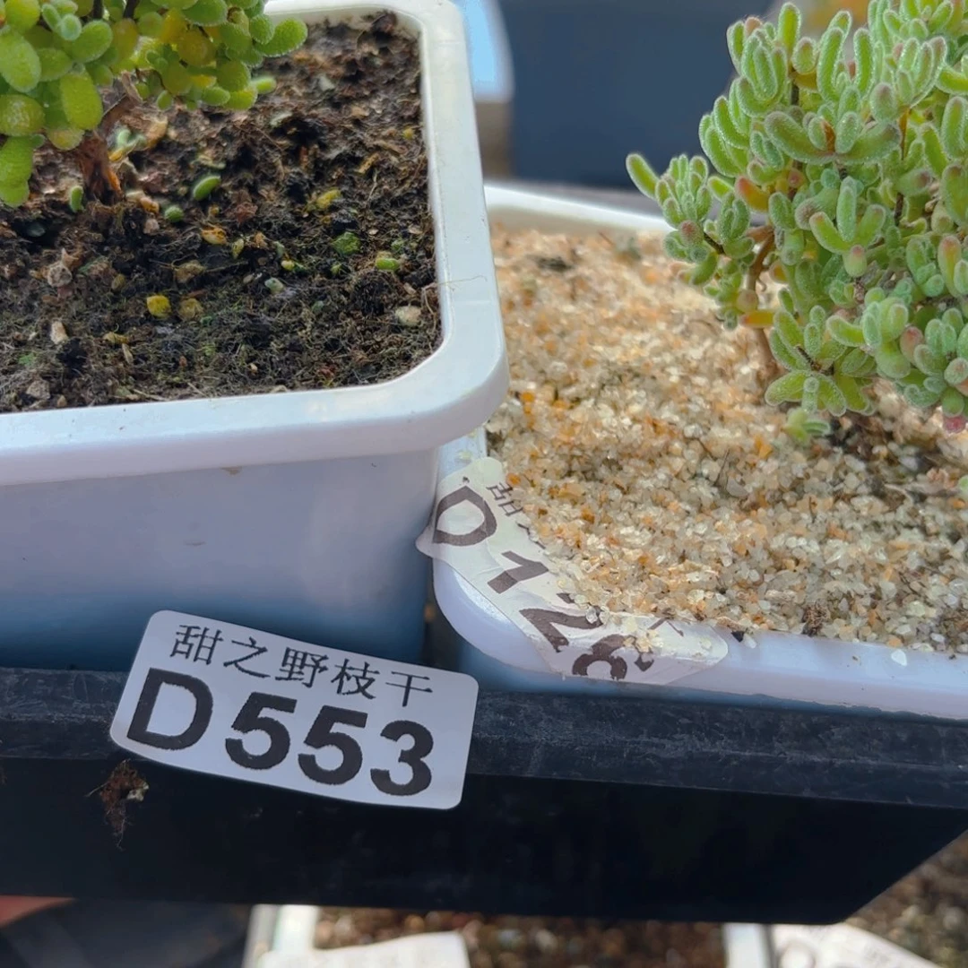 凌*?组合553和编号550。   549。