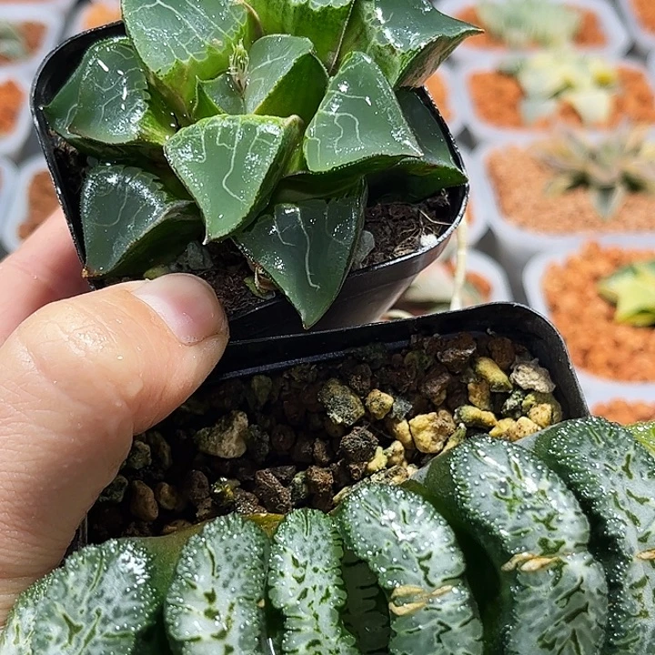 涛***旧十二卷多肉荒肌玉扇