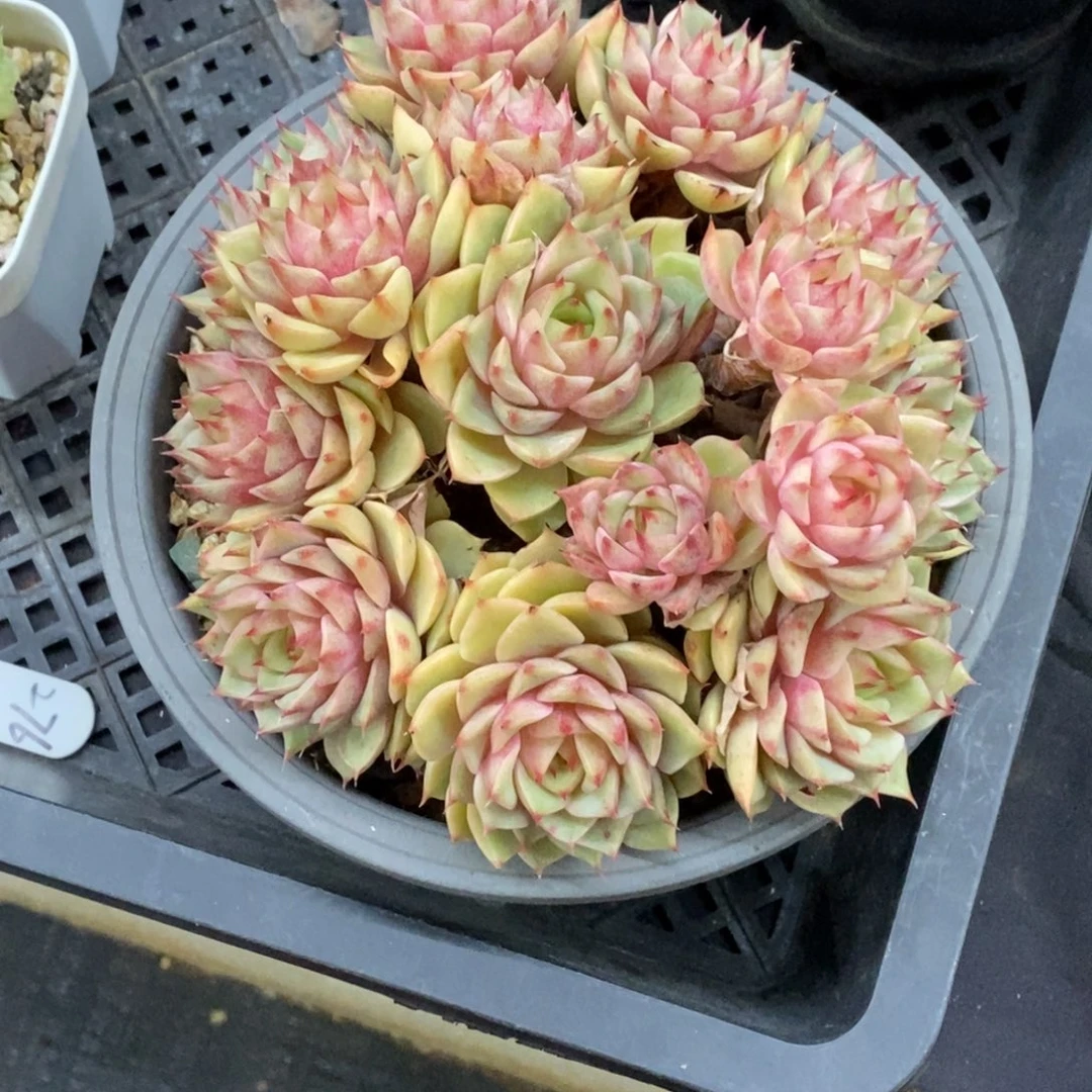 精品多肉一物一拍不包整214