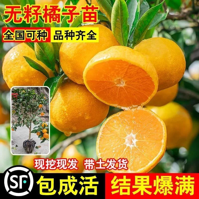 早熟黄岩无核蜜桔苗嫁接桔子树苗甜橘子黄岩蜜桔果树苗当年结果树