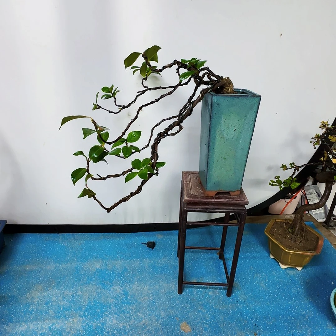 牛***仔无花朵风车茉莉大哥v把你密码吗