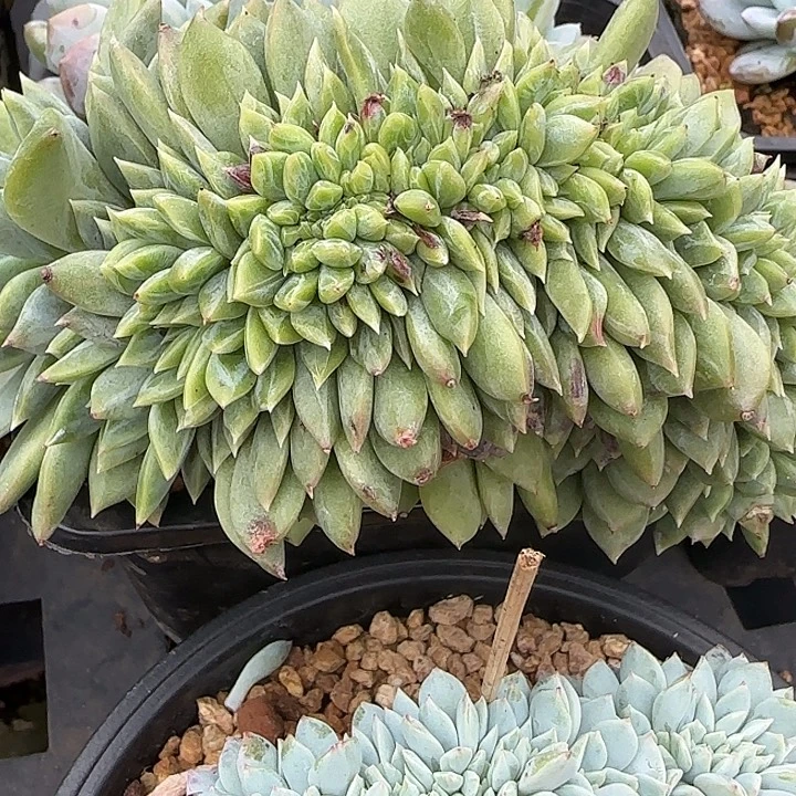 E***鹏青蛙王子儿童牙膏11