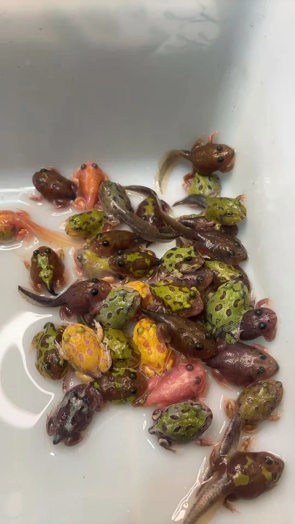 青禾角蛙变异专拍