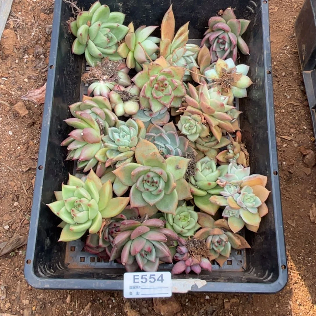 无花朵若茹东云单拍E554