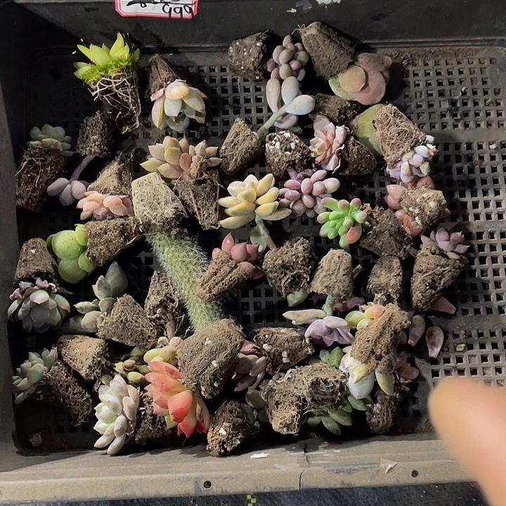 999号筐带土发货一堆