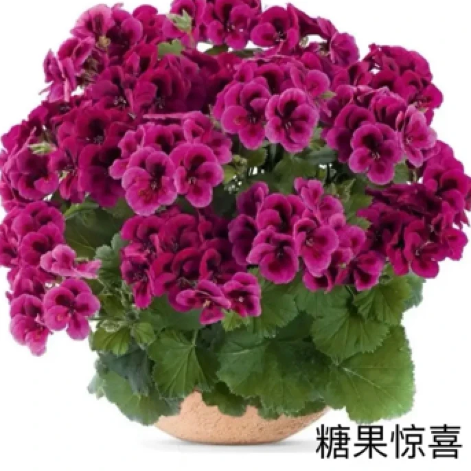 （糖果惊喜）蝴蝶梅盆栽花卉