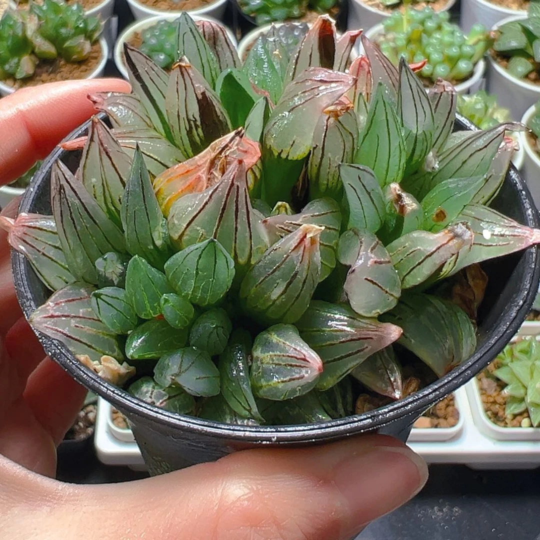 瑕疵万象盆西瓜寿多肉