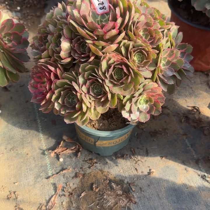 26-78粉花妖多肉不包售后