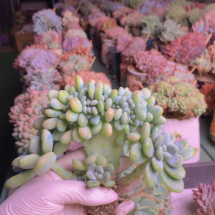 洛神缀自然无砍老庄