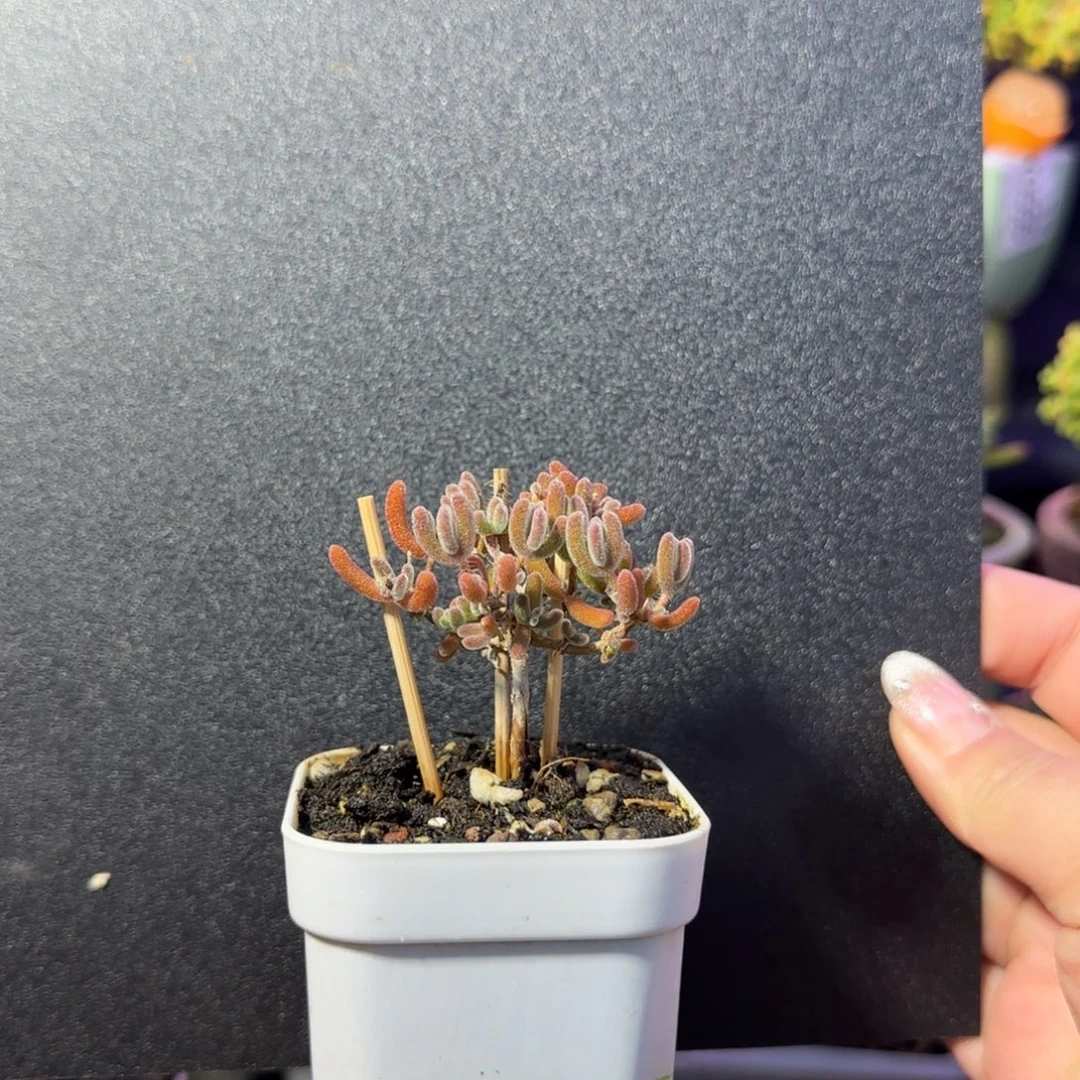 dy0599晶莹直杆一物一拍